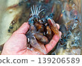 Firefly squid 139206589