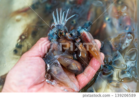 Firefly squid Firefly squid 139206589