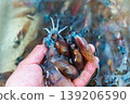 Firefly squid 139206590