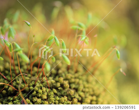 Moss growing vibrantly on the trunk of a cherry tree on a sunny April day. 139206591