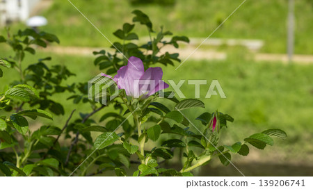 Rose of Sharon 139206741