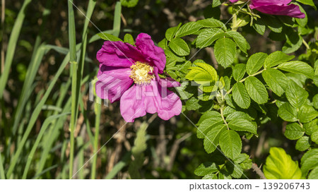 Rose of Sharon Rose of Sharon 139206743