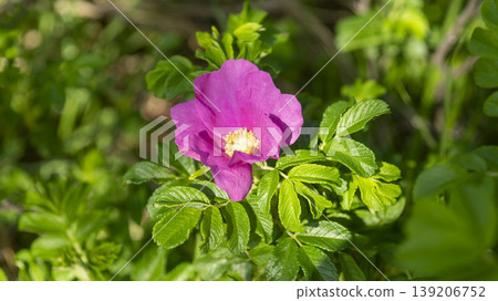 Rose of Sharon Rose of Sharon 139206752