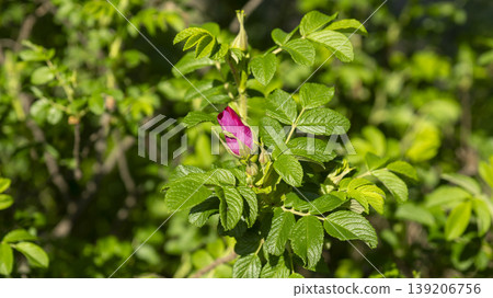 Rose of Sharon Rose of Sharon 139206756