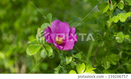 Rose of Sharon Rose of Sharon 139206757
