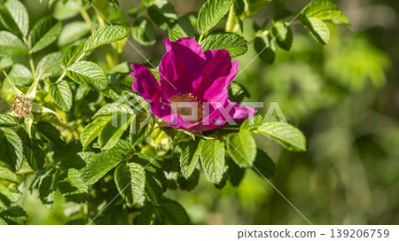 Rose of Sharon Rose of Sharon 139206759
