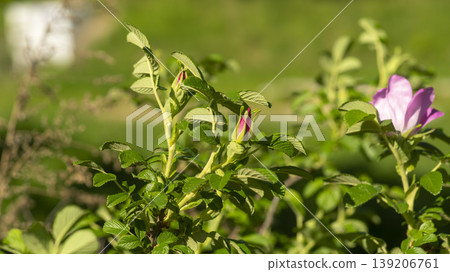 Rose of Sharon Rose of Sharon 139206761