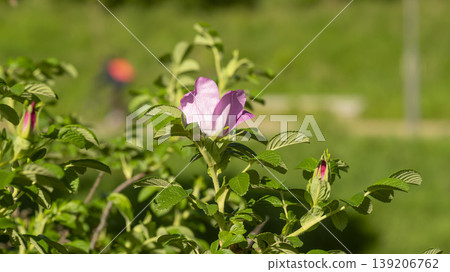 Rose of Sharon Rose of Sharon 139206762