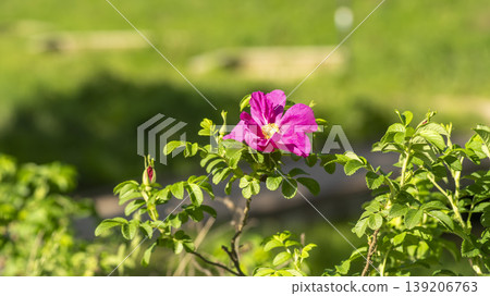 Rose of Sharon Rose of Sharon 139206763