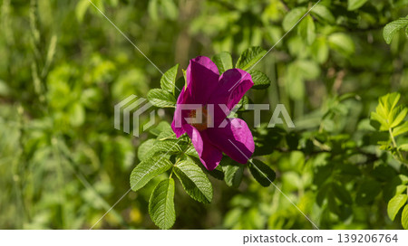 Rose of Sharon 139206764