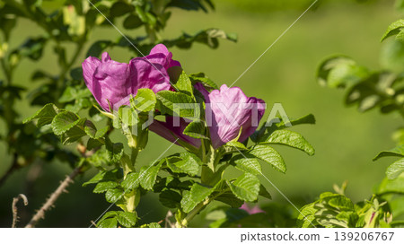 Rose of Sharon Rose of Sharon 139206767