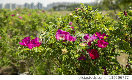 Rose of Sharon Rose of Sharon 139206772