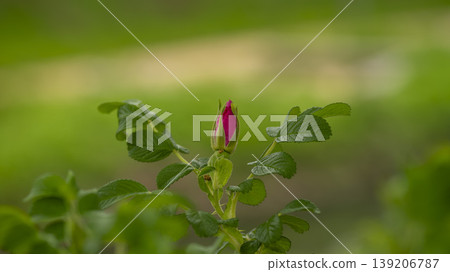 Rose of Sharon Rose of Sharon 139206787
