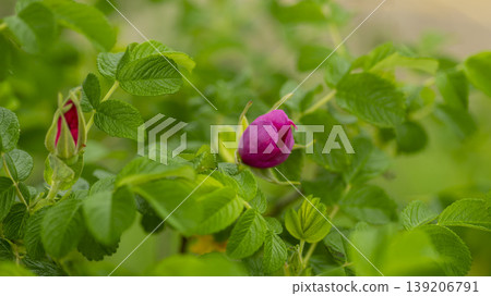 Rose of Sharon 139206791