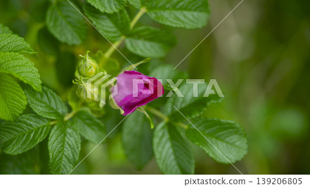Rose of Sharon Rose of Sharon 139206805