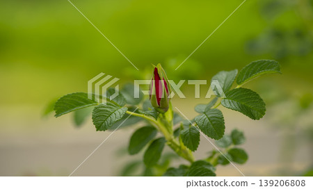 Rose of Sharon Rose of Sharon 139206808