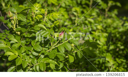 Rose of Sharon Rose of Sharon 139206815