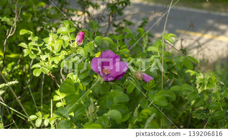 Rose of Sharon 139206816