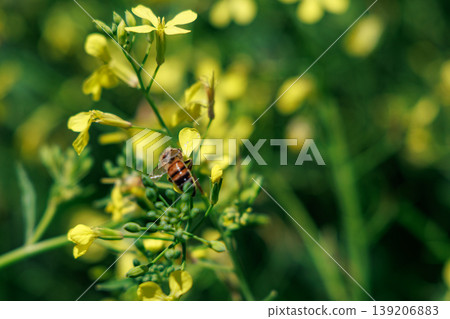 Honey Bee Foraging On Yellow Mustard Flowers Close-Up Macro Shot Of Pollination In Spring Nature Honey Bee Foraging On Yellow Mustard Flowers Close-Up Macro Shot Of Pollination In Spring Nature 139206883