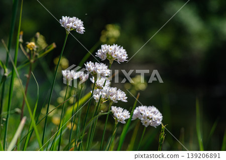 White Wildflowers in Sunlit Meadow With Green Grass and Soft Bokeh Background White Wildflowers in Sunlit Meadow With Green Grass and Soft Bokeh Background 139206891