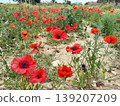 A close-up shot of red poppies. Wildflowers bloom in spring. 139207209