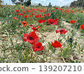 A close-up shot of red poppies. Wildflowers bloom in spring. 139207210