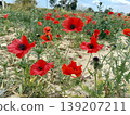 A close-up shot of red poppies. Wildflowers bloom in spring. 139207211