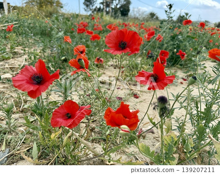 A close-up shot of red poppies. Wildflowers bloom in spring. A close-up shot of red poppies. Wildflowers bloom in spring. 139207211