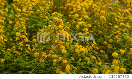 Kerria japonica Kerria japonica 139207560