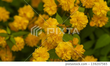 Kerria japonica Kerria japonica 139207565