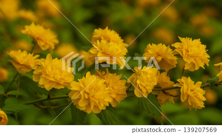 Kerria japonica Kerria japonica 139207569
