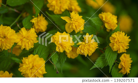 Kerria japonica  139207571