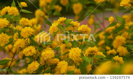Kerria japonica  139207574