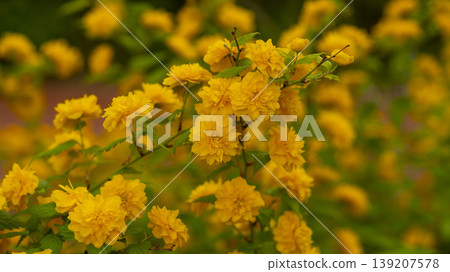 Kerria japonica Kerria japonica 139207578