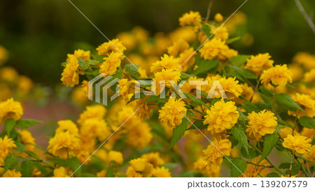 Kerria japonica Kerria japonica 139207579