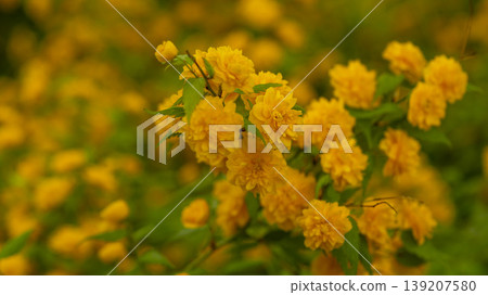 Kerria japonica  139207580