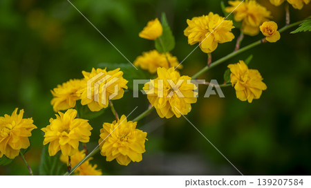 Kerria japonica  139207584