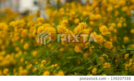 Kerria japonica Kerria japonica 139207588