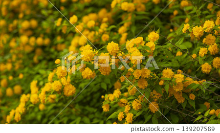 Kerria japonica Kerria japonica 139207589