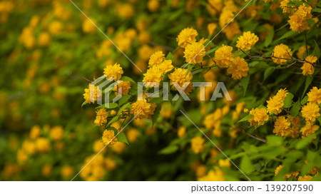 Kerria japonica Kerria japonica 139207590