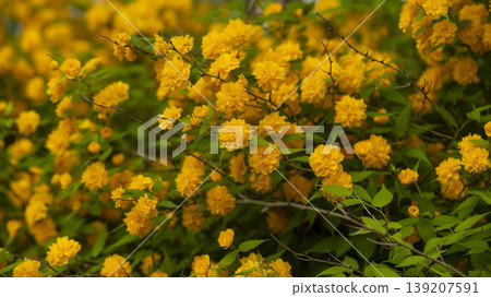Kerria japonica Kerria japonica 139207591