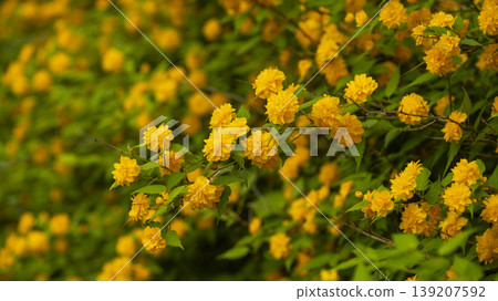 Kerria japonica Kerria japonica 139207592