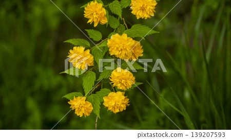 Kerria japonica Kerria japonica 139207593