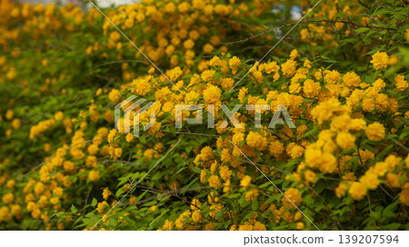 Kerria japonica Kerria japonica 139207594