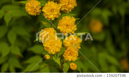 Kerria japonica Kerria japonica 139207596