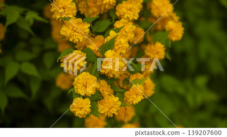 Kerria japonica  139207600
