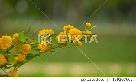 Kerria japonica Kerria japonica 139207605