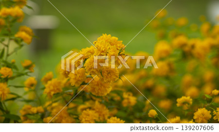 Kerria japonica Kerria japonica 139207606