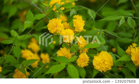 Kerria japonica Kerria japonica 139207608