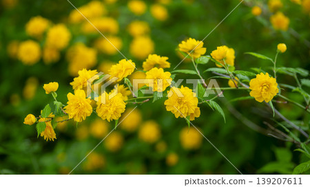 Kerria japonica Kerria japonica 139207611